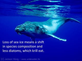 Loss of sea ice means a shift
in species composition and
less diatoms, which krill eat.
 