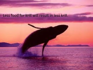 Less food for krill will result in less krill.
 