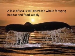 A loss of sea is will decrease whale foraging
habitat and food supply.
 