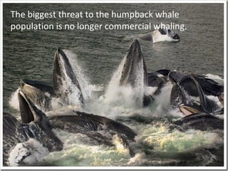 The biggest threat to the humpback whale
population is no longer commercial whaling.
 