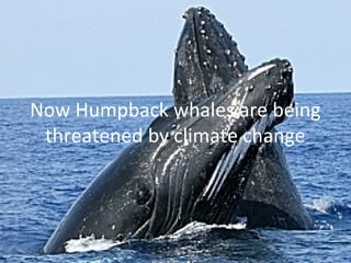 Now Humpback whales are being
threatened by climate change
 