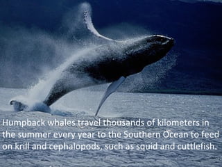 Humpback whales travel thousands of kilometers in
the summer every year to the Southern Ocean to feed
on krill and cephalopods, such as squid and cuttlefish.
 