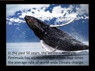 In the past 50 years, the western Antarctic
Peninsula has warmed at more than four times
the average rate of world-wide climate change.
 