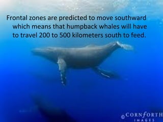 Frontal zones are predicted to move southward
which means that humpback whales will have
to travel 200 to 500 kilometers south to feed.
 