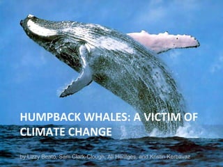 HUMPBACK WHALES: A VICTIM OF
CLIMATE CHANGE
by Lizzy Beato, Sam Clark-Clough, Ali Hentges, and Kristin Kerbavaz
 
