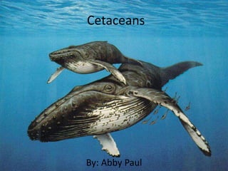 Cetaceans




By: Abby Paul
 