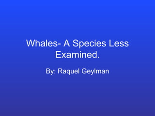 Whales- A Species Less Examined. By: Raquel Geylman 