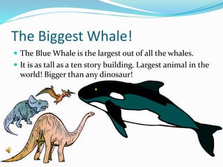 Different kinds of WHALES!
 