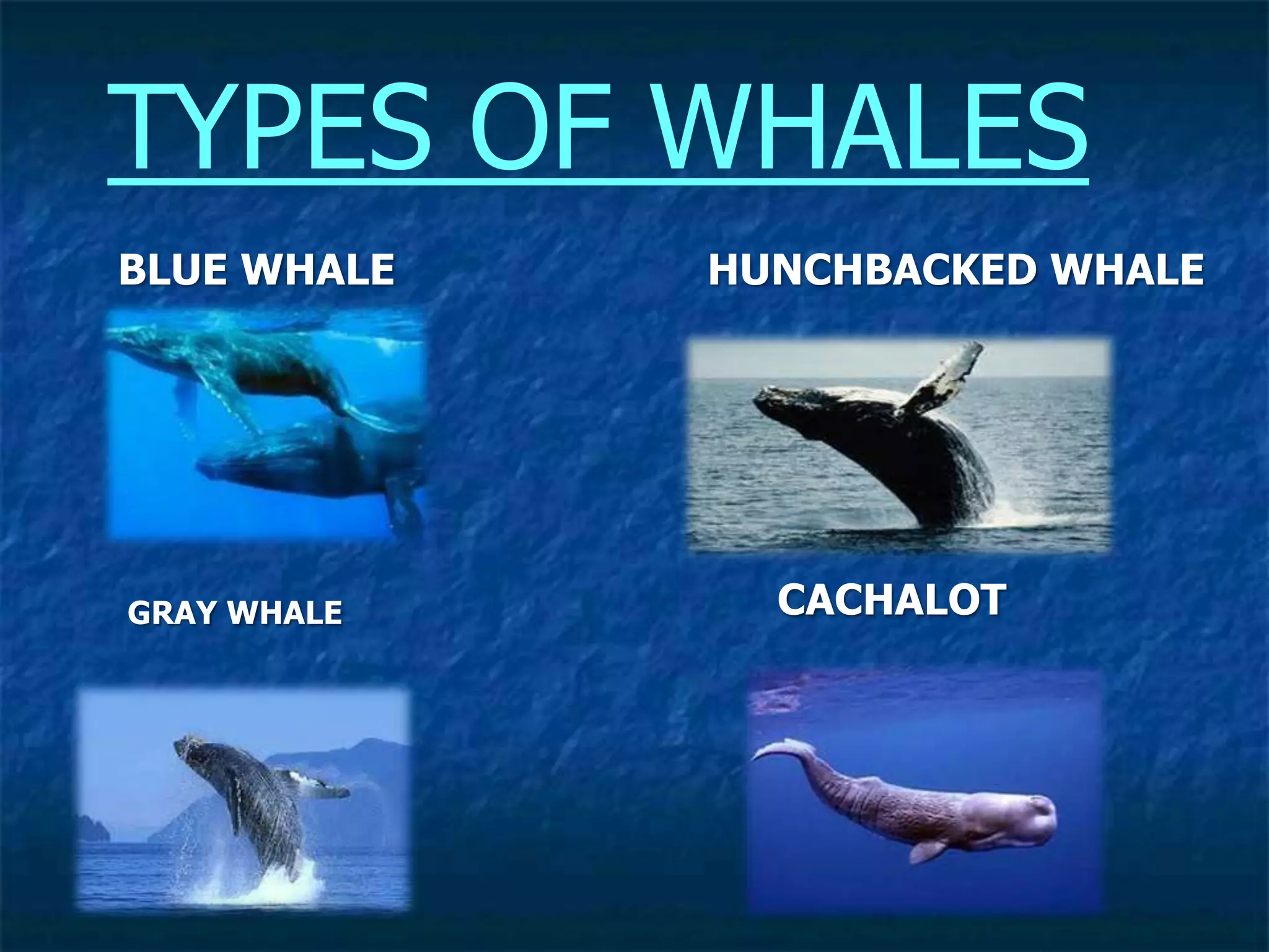 TYPES OF WHALES
BLUE WHALE HUNCHBACKED WHALE
GRAY WHALE CACHALOT