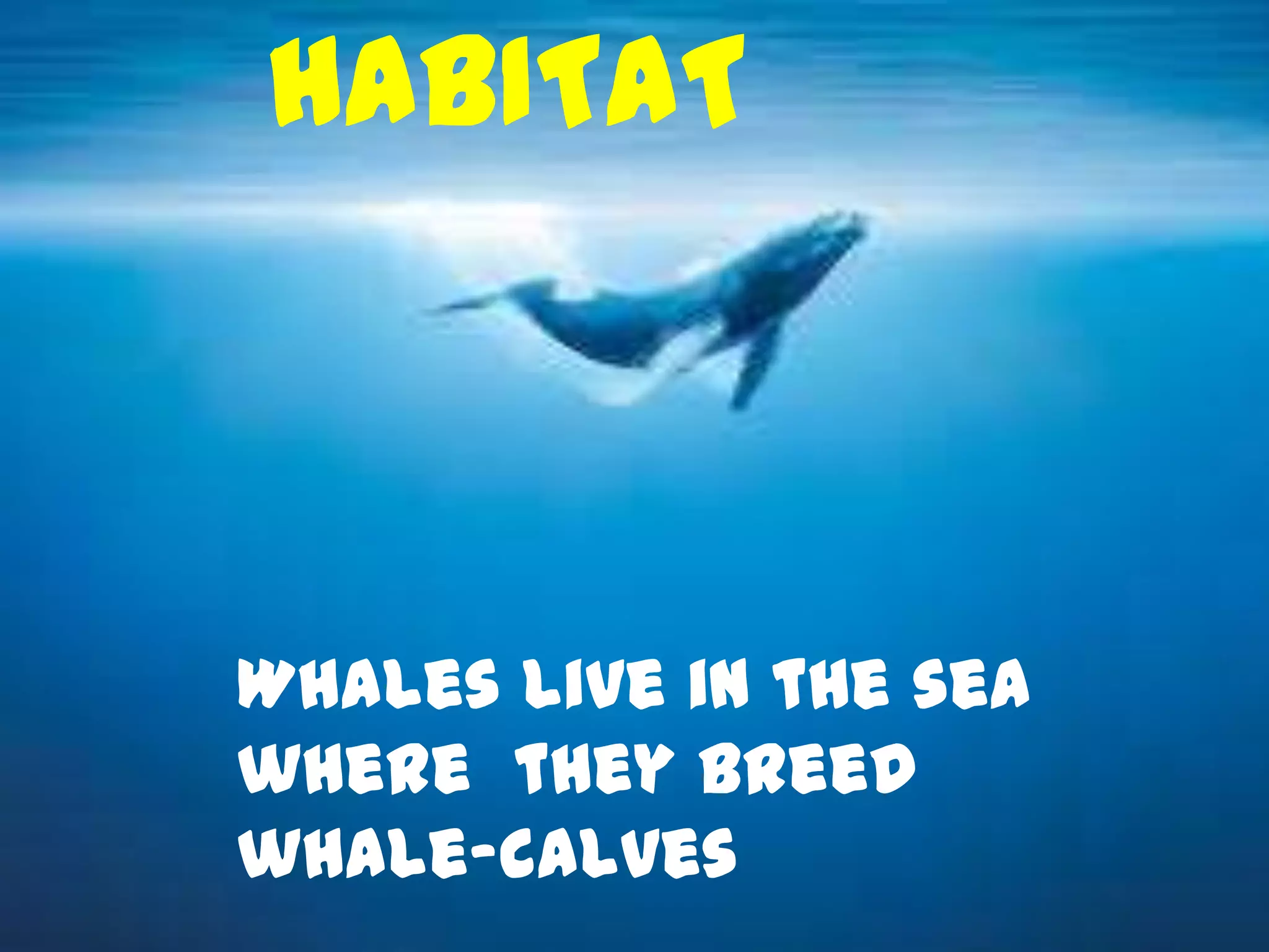 HABITAT
Whales live in the sea
where they breed
whale-calves