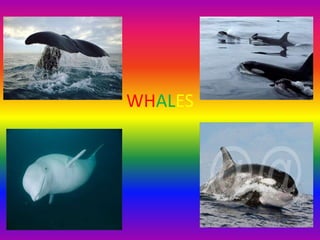 WHALES
 