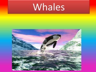 Whales
 