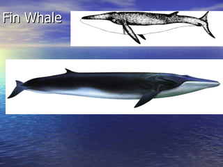 Fin Whale 