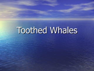 Toothed Whales 
