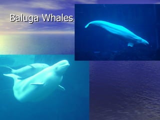 Baluga Whales 