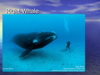 Right Whale 