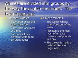 Whales are divided into groups by the way they catch their food.  The two groups are: Toothed Whales They must chase and catch their food They catch one piece at a time Each animal has different teeth to fit different needs Baleen Whales The baleen whales strain food out of the water. Plankton is the food most often eaten thousands of pounds in a day. The baleen is made of material like your finger nails. 