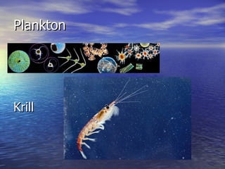 Plankton Krill 