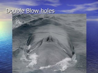 Double Blow holes 