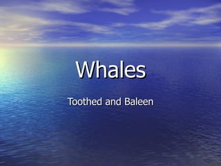 Whales Toothed and Baleen 