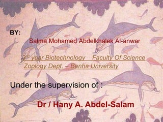 BY:
        Salma Mohamed Abdelkhalek Al-anwar

      3rd year Biotechnology Faculty Of Science
      Zoology Dept. – Benha University


Under the supervision of :

           Dr / Hany A. Abdel-Salam
 