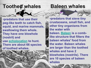 Toothed whales                  Baleen whales

•predators that use their       •predators that sieve tiny
peg-like teeth to catch fish,   crustaceans, small fish, and
squid, and marine mammals,      other tiny organisms from
swallowing them whole.          the water with
They have one blowhole          baleen. Baleen is a comb-
(nostril) and                   like structure that filters the
use echolocation to hunt.       baleen whales' food from
There are about 66 species      the water. Baleen whales
of toothed whales.              are larger than the toothed
                                whales and have 2
                                blowholes (nostrils). There
                                are 10 species of baleen
                                whales
 