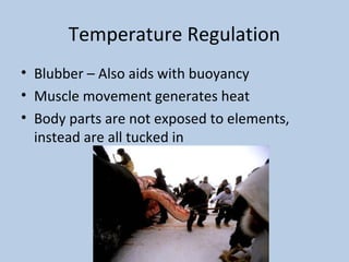 Temperature Regulation
• Blubber – Also aids with buoyancy
• Muscle movement generates heat
• Body parts are not exposed to elements,
instead are all tucked in
 