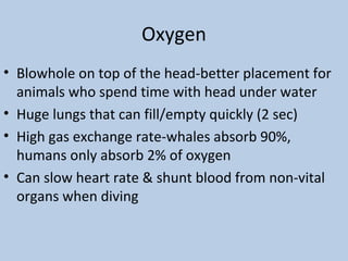 Oxygen
• Blowhole on top of the head-better placement for
animals who spend time with head under water
• Huge lungs that can fill/empty quickly (2 sec)
• High gas exchange rate-whales absorb 90%,
humans only absorb 2% of oxygen
• Can slow heart rate & shunt blood from non-vital
organs when diving
 