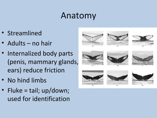 Anatomy
• Streamlined
• Adults – no hair
• Internalized body parts
(penis, mammary glands,
ears) reduce friction
• No hind limbs
• Fluke = tail; up/down;
used for identification
 