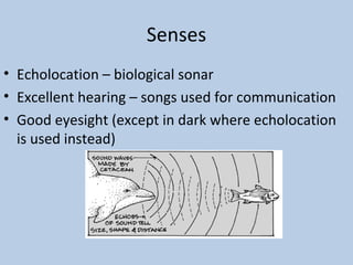 Senses
• Echolocation – biological sonar
• Excellent hearing – songs used for communication
• Good eyesight (except in dark where echolocation
is used instead)
 