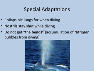 Special Adaptations
• Collapsible lungs for when diving
• Nostrils stay shut while diving
• Do not get “the bends” (accumulation of Nitrogen
bubbles from diving)
 