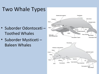 Two Whale Types
• Suborder Odontoceti –
Toothed Whales
• Suborder Mysticeti –
Baleen Whales
 