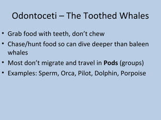 Odontoceti – The Toothed Whales
• Grab food with teeth, don’t chew
• Chase/hunt food so can dive deeper than baleen
whales
• Most don’t migrate and travel in Pods (groups)
• Examples: Sperm, Orca, Pilot, Dolphin, Porpoise
 
