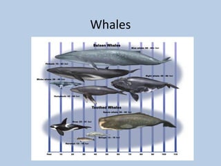 Whales
 