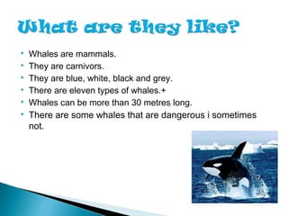  Whales are mammals.
 They are carnivors.
 They are blue, white, black and grey.
 There are eleven types of whales.+
...