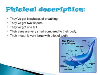  They´ve got blowbales of breathing.
 They´ve got two flippers.
 They´ve got one tail.
 Their eyes are very small comp...