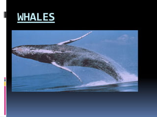 WHALES

 