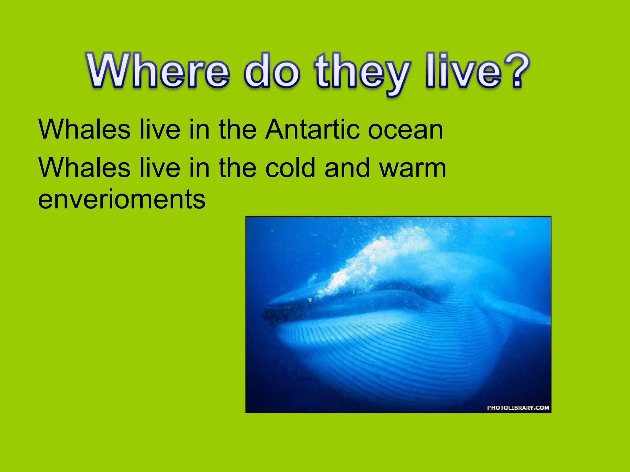Whales live in the Antartic ocean
Whales live in the cold and warm
enverioments

 