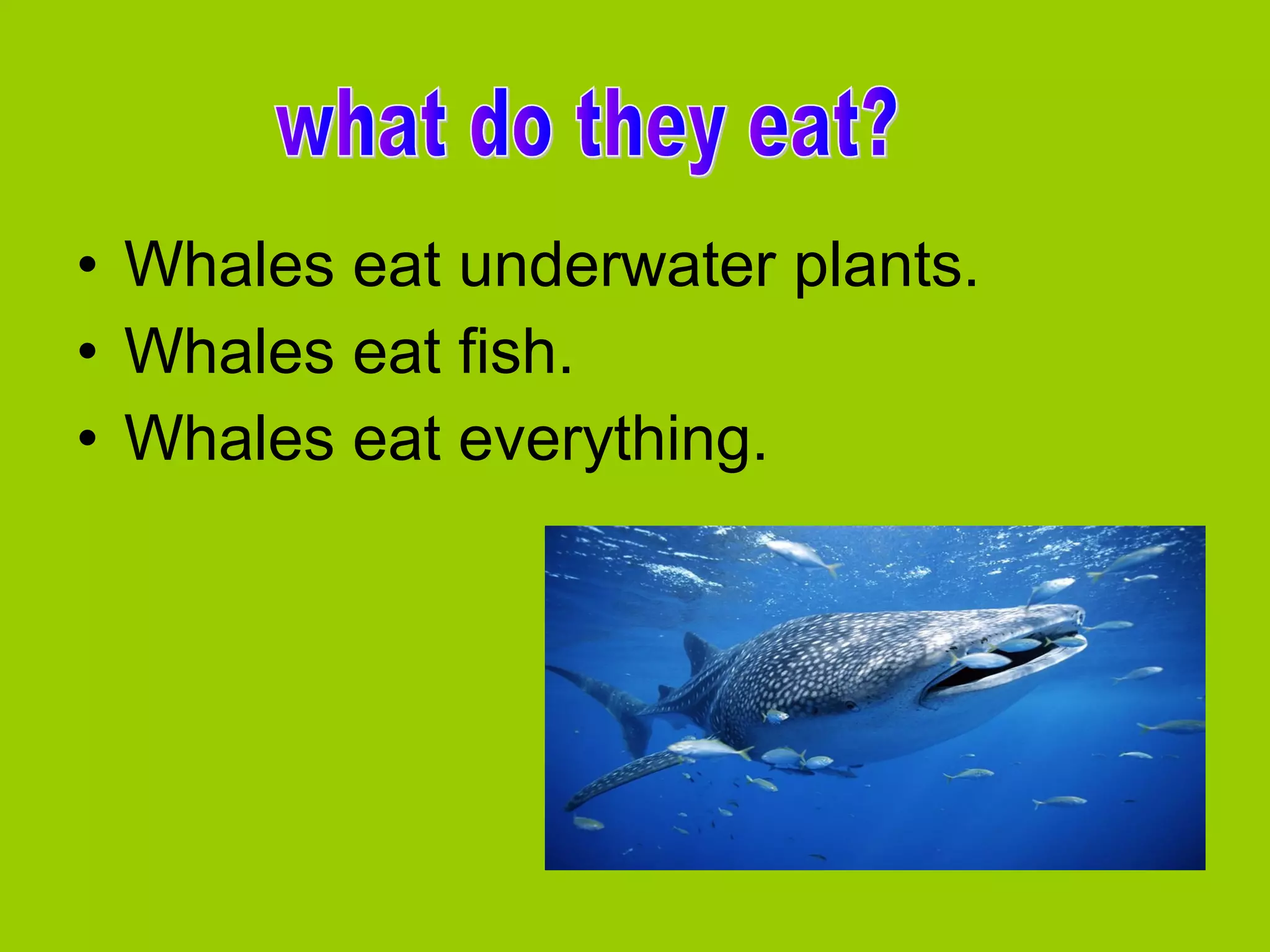 • Whales eat underwater plants.
• Whales eat fish.
• Whales eat everything.

 