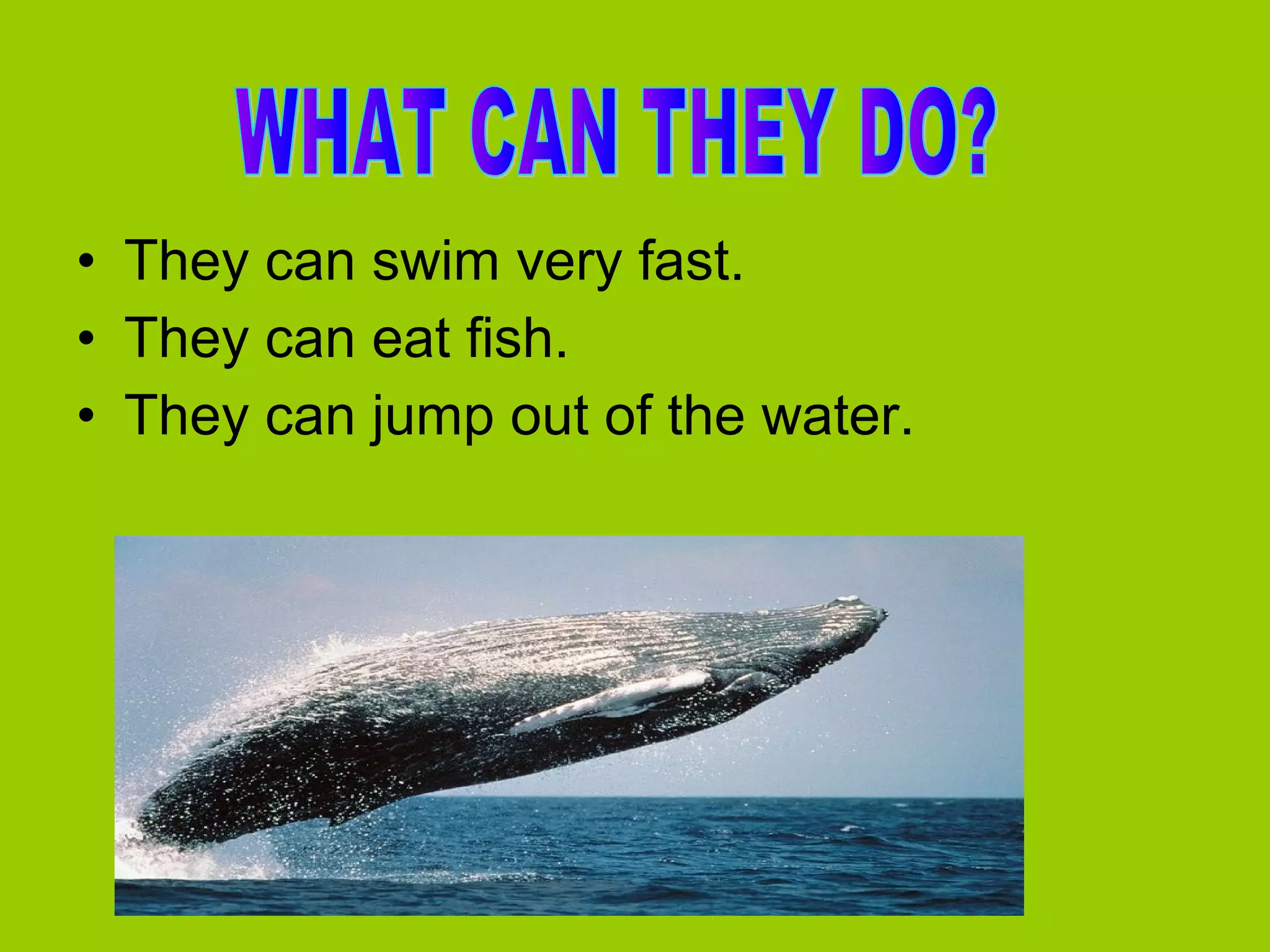 • They can swim very fast.
• They can eat fish.
• They can jump out of the water.

 