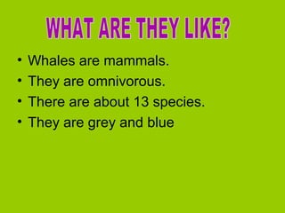 •
•
•
•

Whales are mammals.
They are omnivorous.
There are about 13 species.
They are grey and blue

 