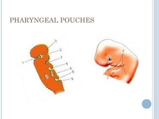 PHARYNGEAL POUCHES