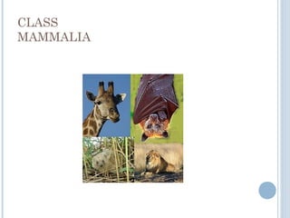 CLASS
MAMMALIA