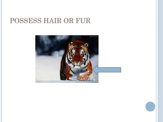 POSSESS HAIR OR FUR