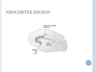 NEOCORTEX REGION