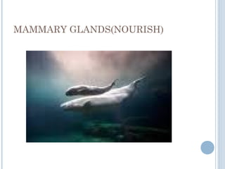 MAMMARY GLANDS(NOURISH)