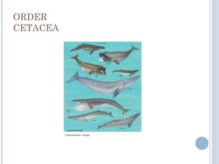 ORDER
CETACEA