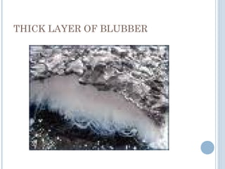 THICK LAYER OF BLUBBER