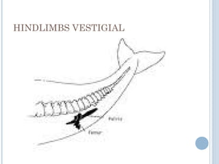 HINDLIMBS VESTIGIAL