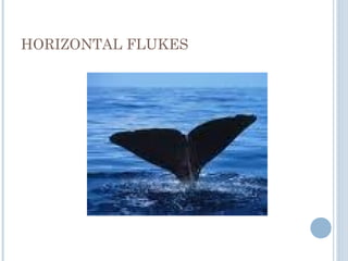 HORIZONTAL FLUKES